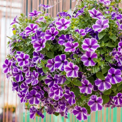 Петуния гибридная "Каскадиас Фуксия Джем" Petunia × hybrida "Cascadias Fuchsia Gem"