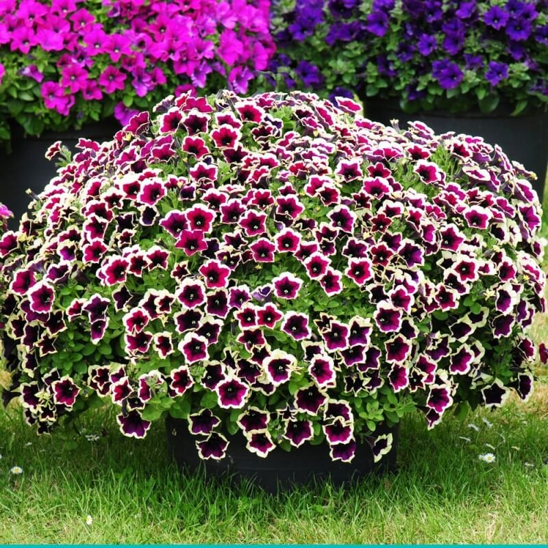 Петуния гибридная "Каскадиас Рим Маджента" Petunia × hybrida "Cascadias Rim Magenta" Кашпо 5,5л