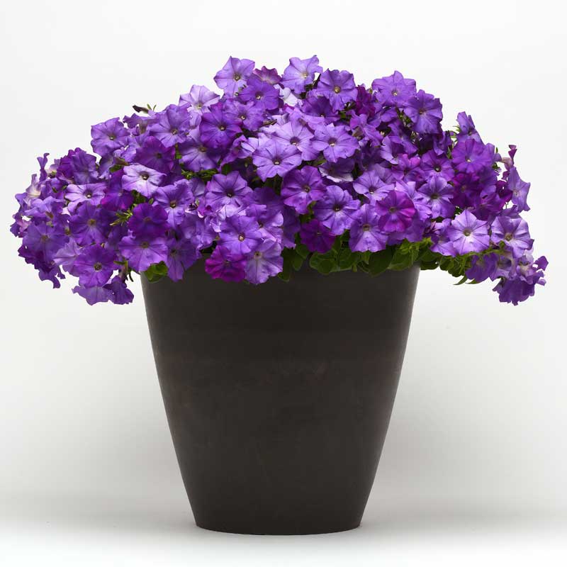 Петуния гибридная "Шок Вейв Деним" Petunia × hybrida "Shock Wave Denim" Кашпо 5,5л