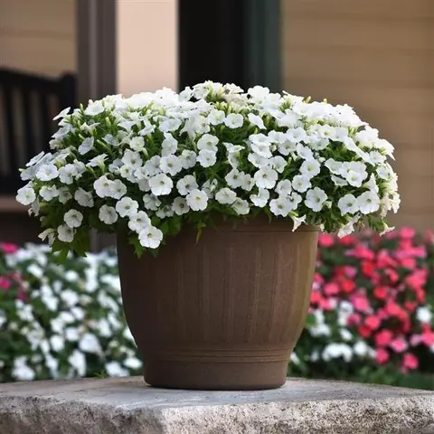 Петуния гибридная "Шок Вейв Вайт" Petunia × hybrida "Shock Wave White" Кашпо 5,5л