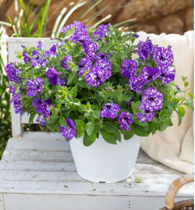 Петуния гибридная "Сплэш Дэнс Болеро Блю" Petunia × hybrida "Splash Dance Bolero Blue" Кашпо 5,5л