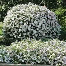 Петуния гибридная "Тайдал Вейв Сильвер" Petunia × hybrida "Tidal Wave Silver" Кашпо 5,5л