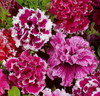 Петуния крупноцветковая "Глориоза Микс" Petunia × hybrida fl. pl. "Gloriosa Mix"