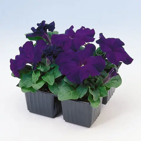 Петуния крупноцветковая "Из Райдер Блю" Petunia x hybrida "Ez Rider Blue"
