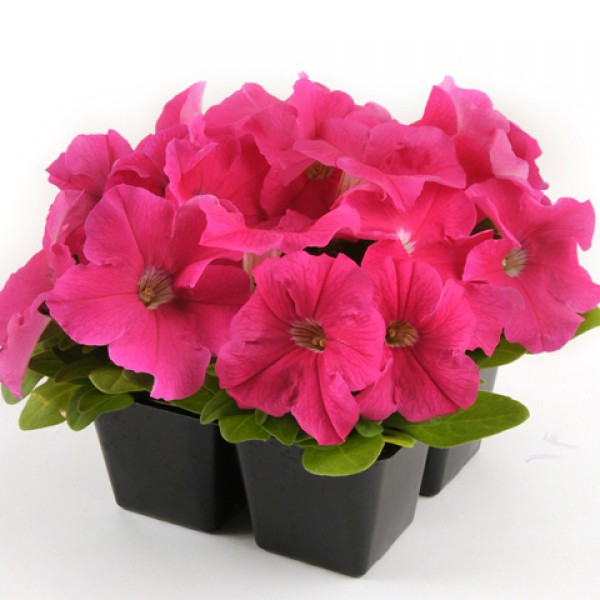 Петуния крупноцветковая "Из Райдер Дип Пинк" Petunia x hybrida "Ez Rider Deep Pink"