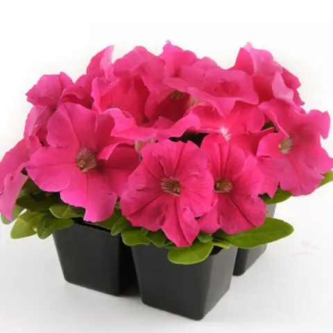 Петуния крупноцветковая "Из Райдер Дип Пинк" Petunia x hybrida "Ez Rider Deep Pink"