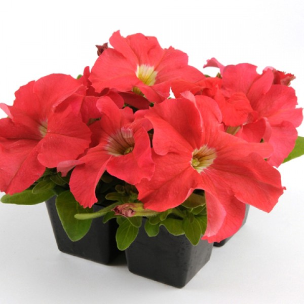 Петуния крупноцветковая "Из Райдер Дип Салмон" Petuniaxhybrida "Ez Rider Deep Salmon"