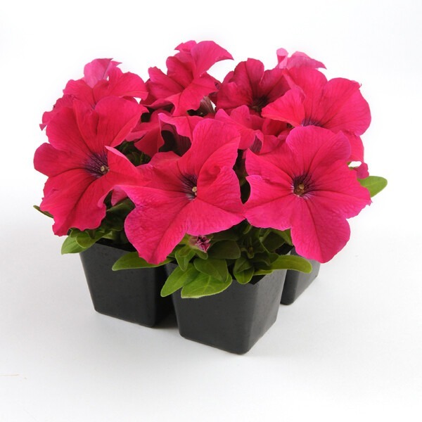 Петуния крупноцветковая "Из Райдер Роуз" Petunia x hybrida "Ez Rider Rose"