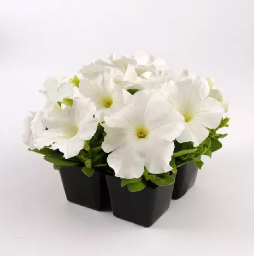 Петуния крупноцветковая "Из Райдер Вайт" Petunia x hybrida "Ez Rider Whit"