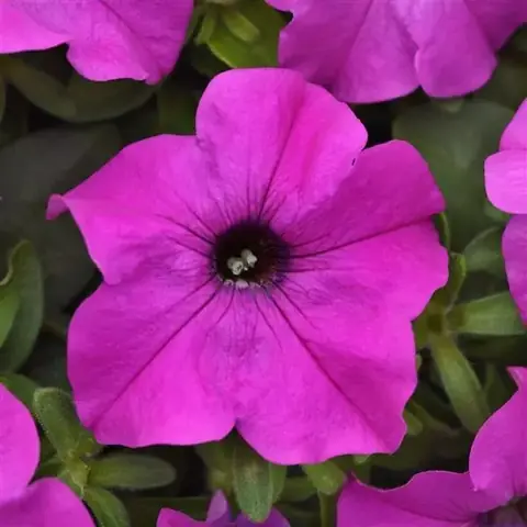 Петуния крупноцветковая "Из Райдер Виолет" Petunia x hybrida "Ez Rider Violet"