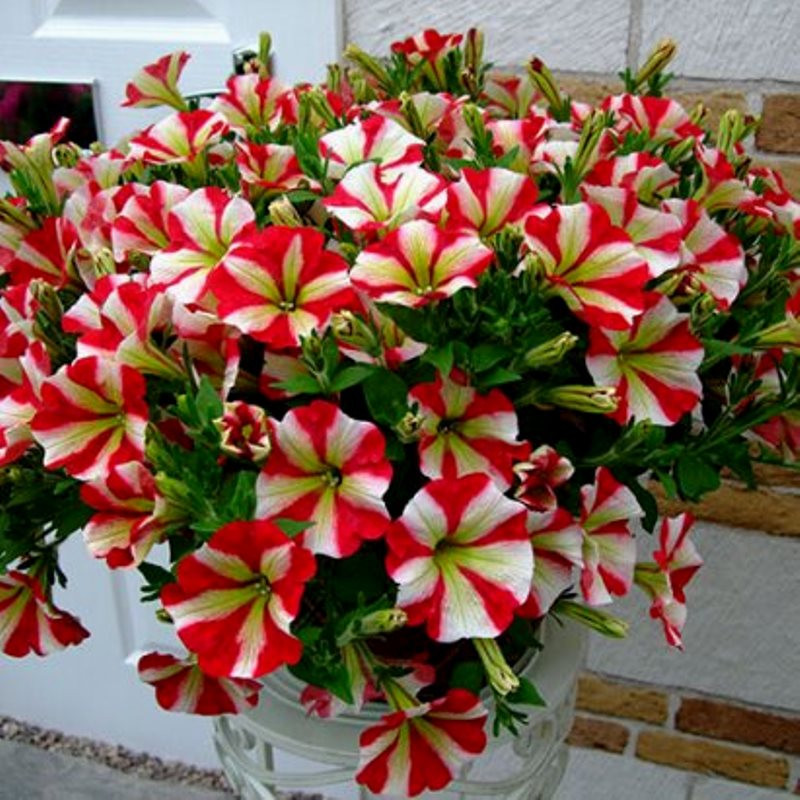 Петуния крупноцветковая Саксесс! 360 Ред Стар Petuniax hybrida SUCCESS 360° Red Star