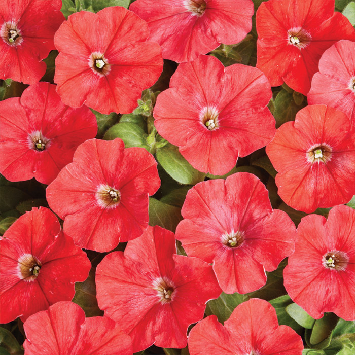 Петуния мелкоцветковая "Карлик Красная" Petunia milliflora "Karlik Red"