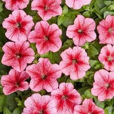 Петуния мелкоцветковая "Карлик Красная с прожилками" Petunia milliflora 'Karlik Red"