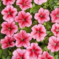 Петуния мелкоцветковая "Карлик Красная с прожилками" Petunia milliflora 'Karlik Red"