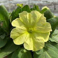 Петуния многоцветковая "Мамбо Джи Пи Еллоу Лайм" Petunia x hybrida "Mambo GP Yellow"