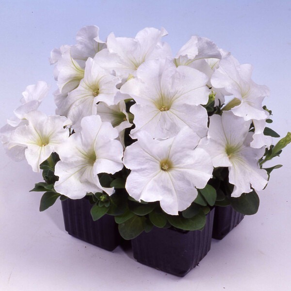 Петуния многоцветковая "Мамбо Джи Пи Вайт " Petunia x hybrida 'Mambo GP White"