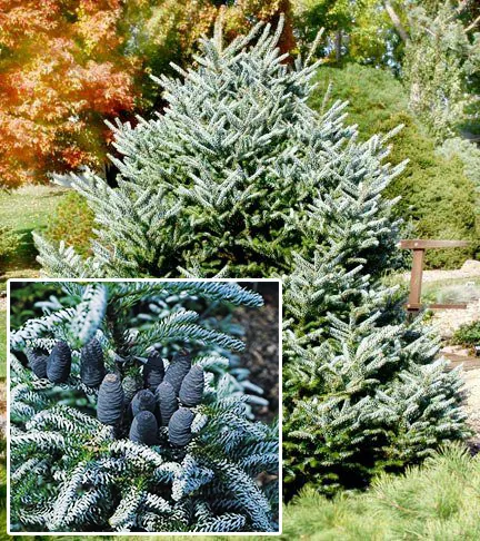 Пихта корейская "Сильберлок" Abies koreana "Silberlocke"