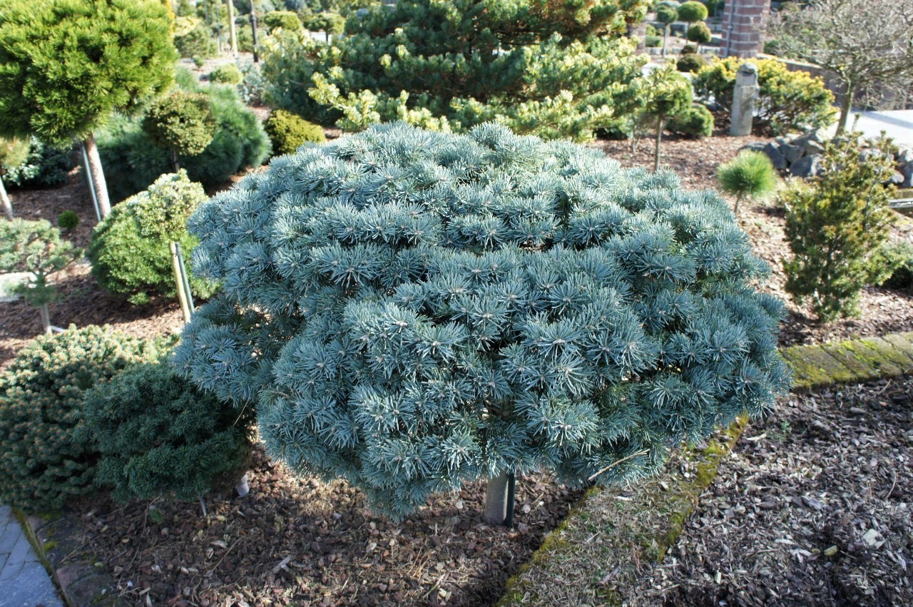 Пихта одноцветная Abies concolor "Piggelmee"