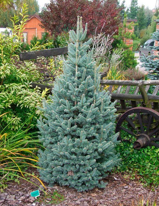 Пихта шершавоплодная Abies lasiocarpa "Compacta"