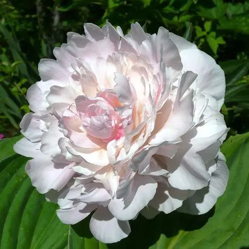 Пион "Баронесса Шрёдер" Paeonia "Baroness Schroeder"