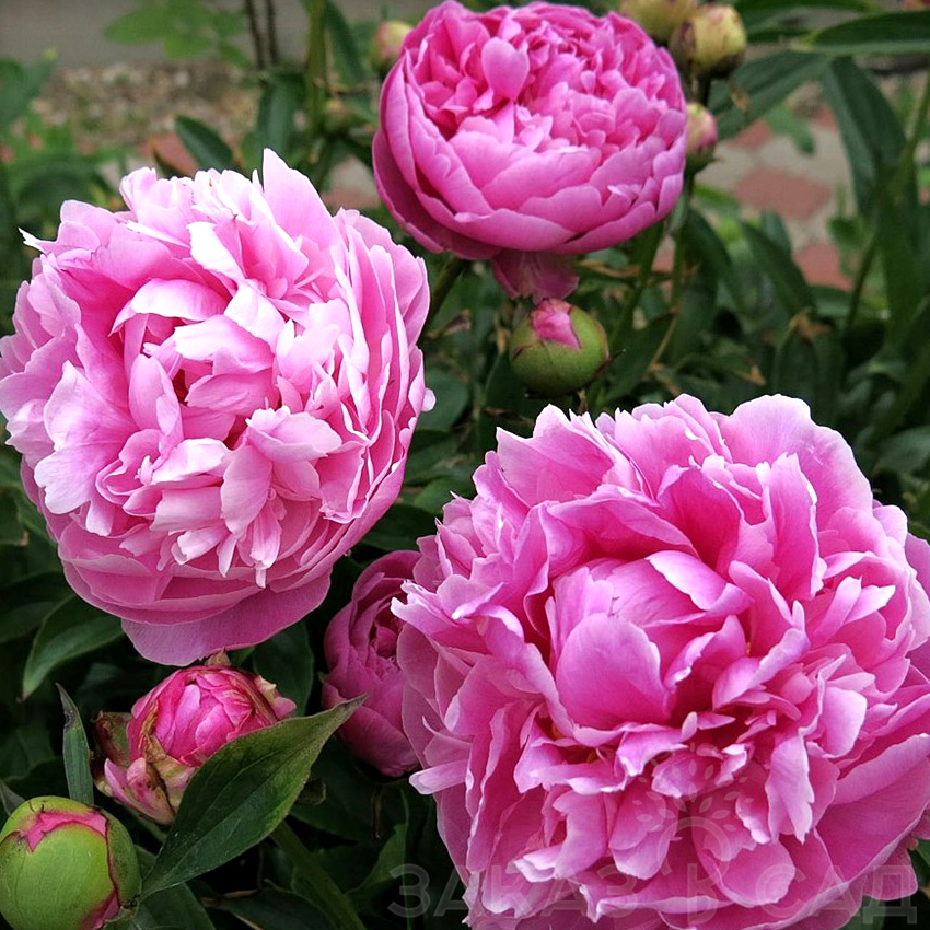 Пион "Джакорма" Paeonie "Jacorma" С5