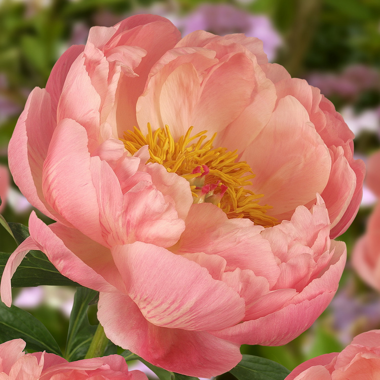 Пион "Корал Чарм" Paeonie "Coral Charm" С5