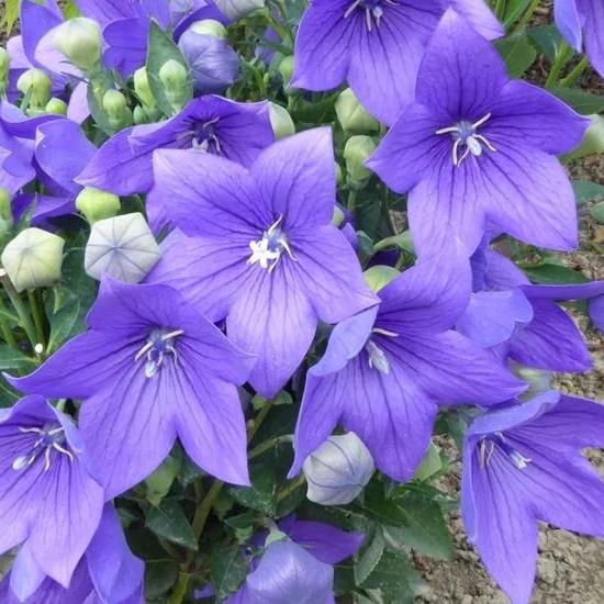 Платикодон крупноцветковый "Мариеси" Platycodon grandiflorus "Mariesii" С2/3