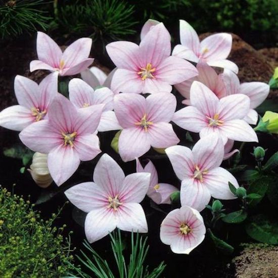 Платикодон крупноцветковый "Шелл Пинк" Platycodon grandiflorus "Shell Pink" С2/3