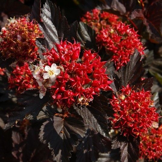 Пузыреплодник калинолистный "Андре" Physocarpus opulifolius "Andre"