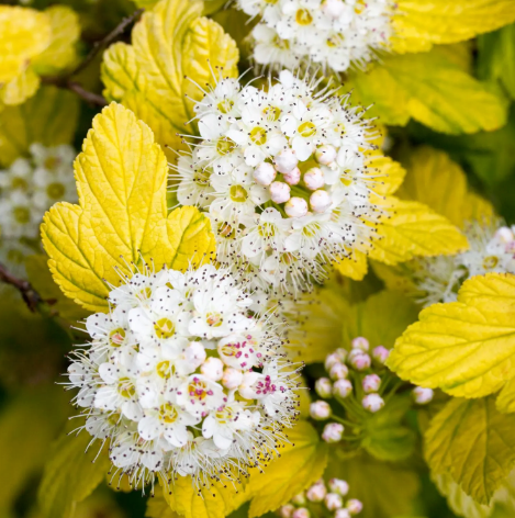 Пузыреплодник калинолистный "Дартс Голд" Physocarpus opulifolius "Darts Gold"