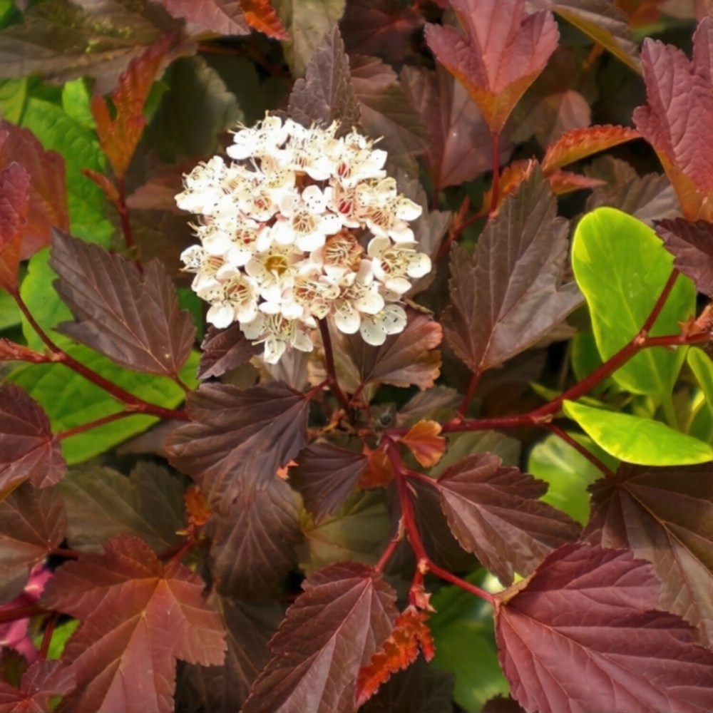 Пузыреплодник калинолистный "Диабло Д'ор" Physocarpus opulifolius "Diable D'Or"