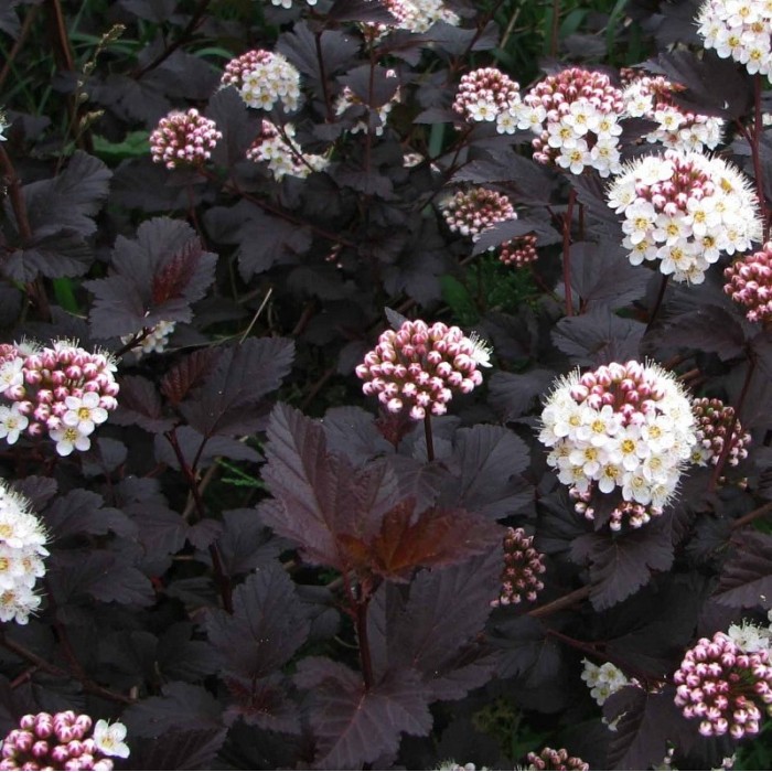 Пузыреплодник калинолистный "Диабло" Physocarpus opulifolius "Diabolo" (ком+сетка d= 400)