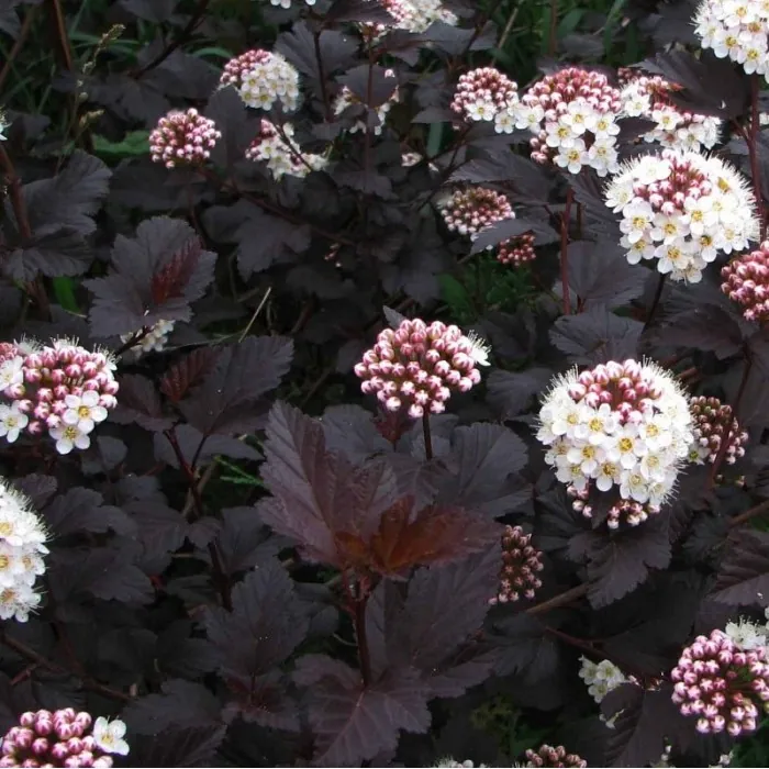 Пузыреплодник калинолистный "Диабло" Physocarpus opulifolius "Diabolo"