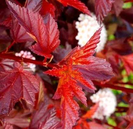 Пузыреплодник калинолистный "Литтл Ангел" Physocarpus opulifolius "Little Angel"