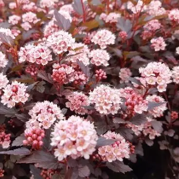 Пузыреплодник калинолистный "Литтл Джокер" Physocarpus opulifolius "Little Joker"