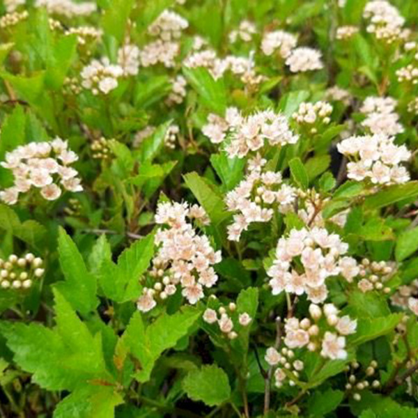 Пузыреплодник калинолистный "Литтл Грини" Physocarpus opulifolius "Little Greeny"