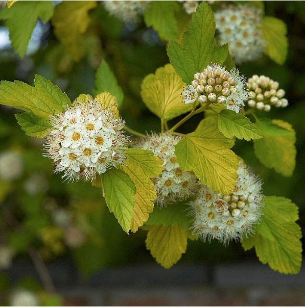 Пузыреплодник калинолистный "Лютеус" Physocarpus opulifolius "Luteus" (ком+сетка d=400)