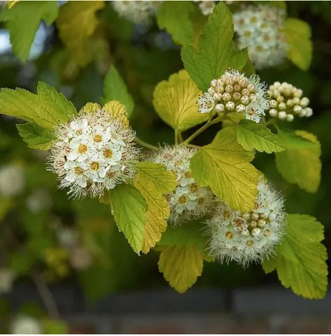 Пузыреплодник калинолистный "Лютеус" Physocarpus opulifolius "Luteus"