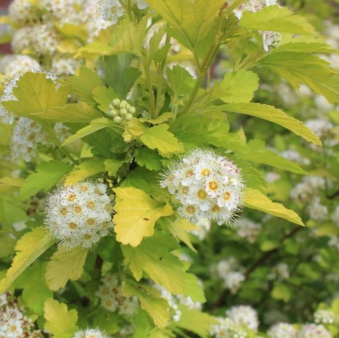 Пузыреплодник калинолистный "Наггет" Physocarpus opulifolius "Nugget"