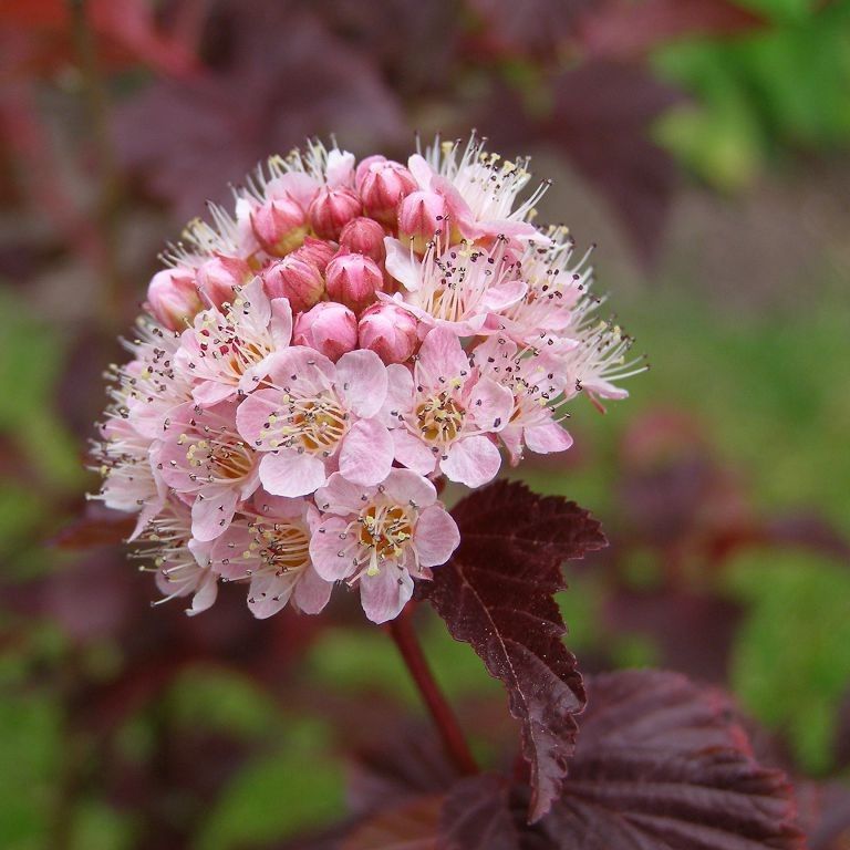 Пузыреплодник калинолистный "Шух" Physocarpus opulifolius "Schuch"