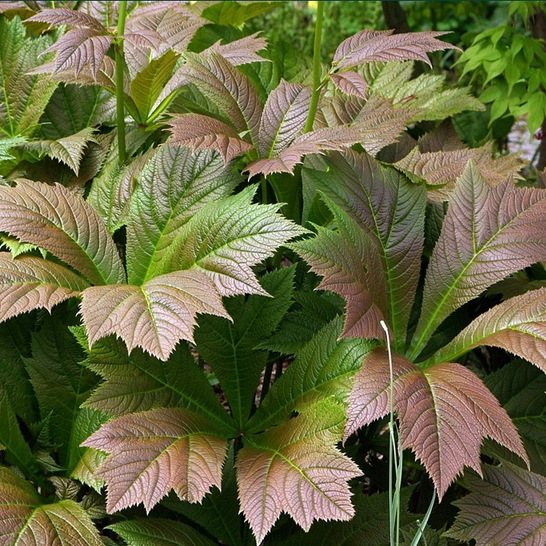 Роджерсия стополистная "Браунлауб" Rodgersia podophylla Braunlaub С2/3