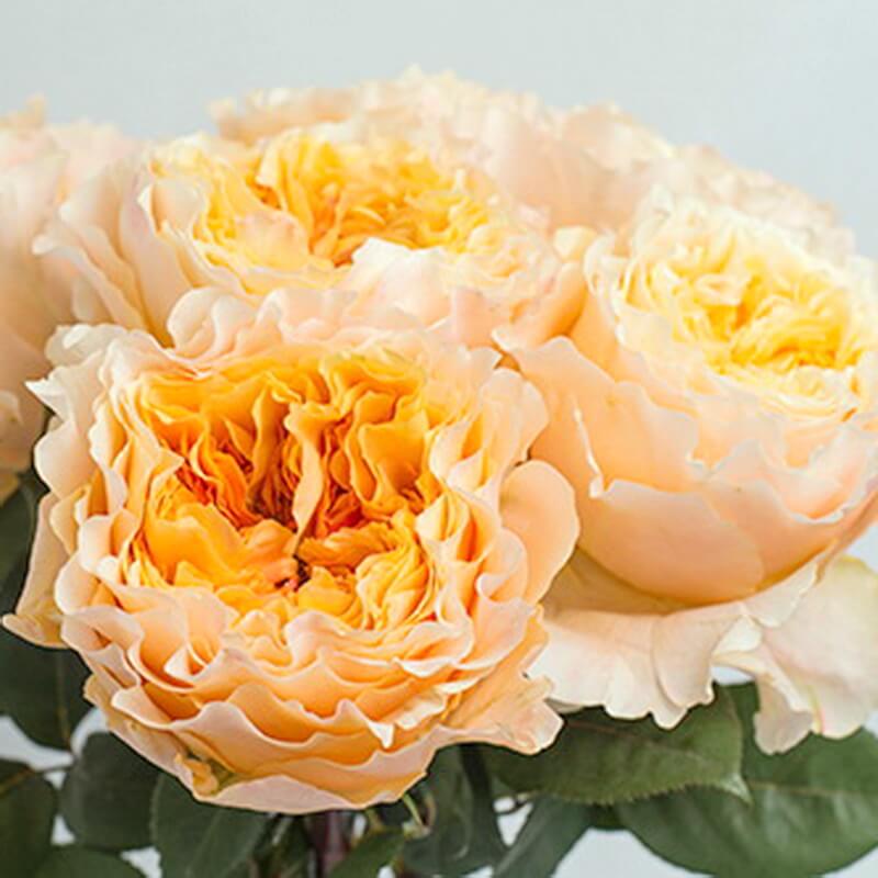 Роза чайно-гибридная "Caraluna" Каралуна С3