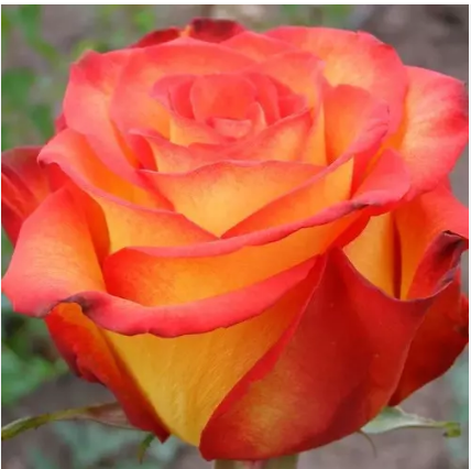 Роза чайно-гибридная "Orange Juice" Оранж Джус С3