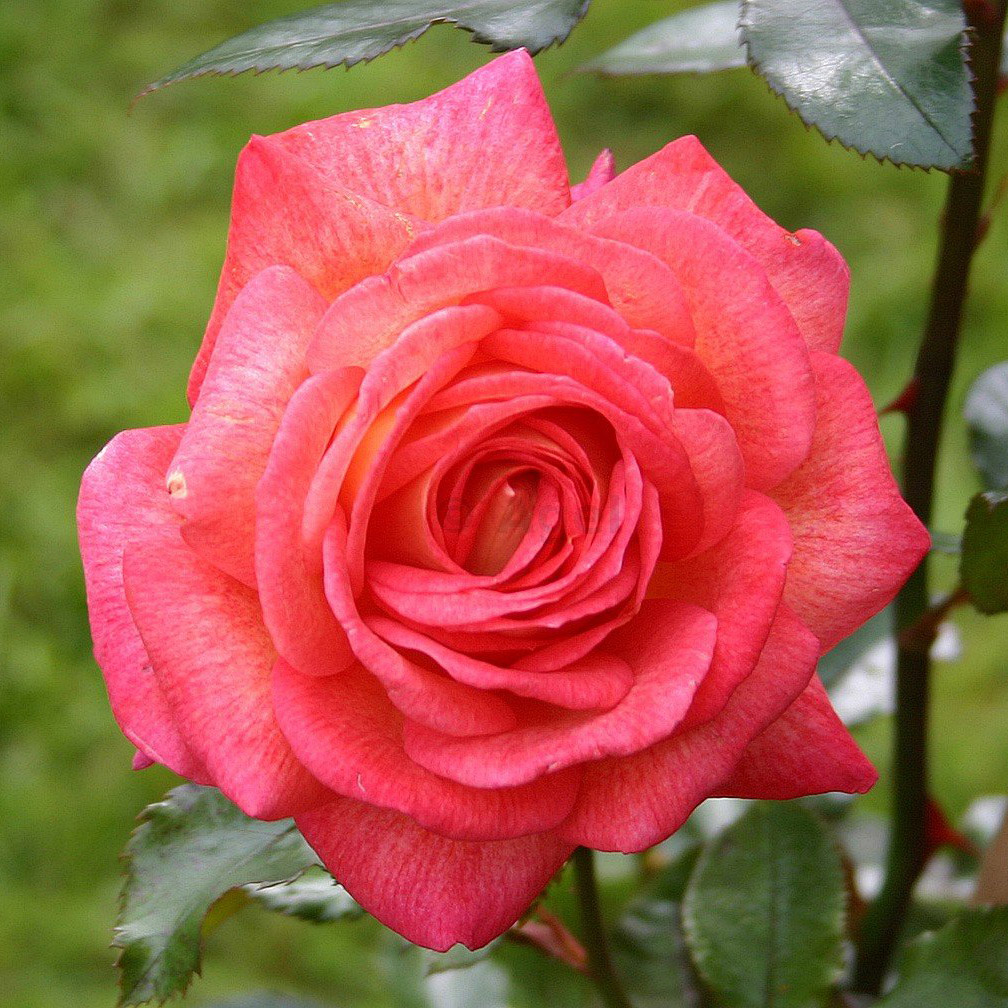 Роза чайно-гибридная "Parfum de Grasse" Парфюм Де Грасс С3,5