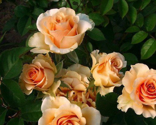 Роза чайно-гибридная "Primadonna" Примадонна С3