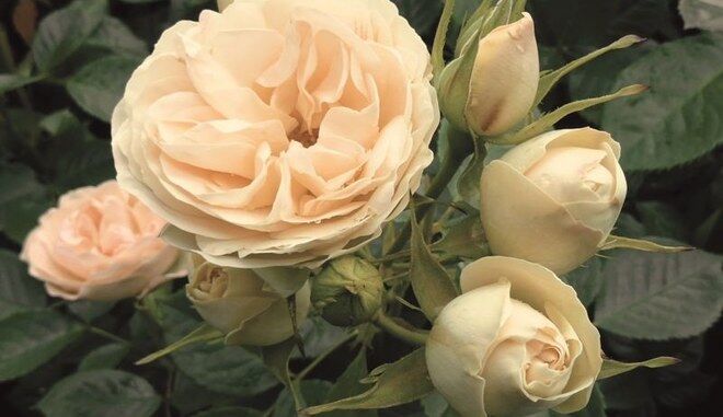 Роза флорибунда "Champagne Rokoko" Шампань Рококо С3