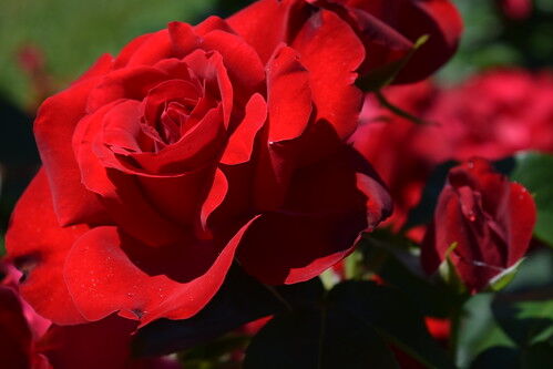 Роза флорибунда "Tamango" Таманго С3