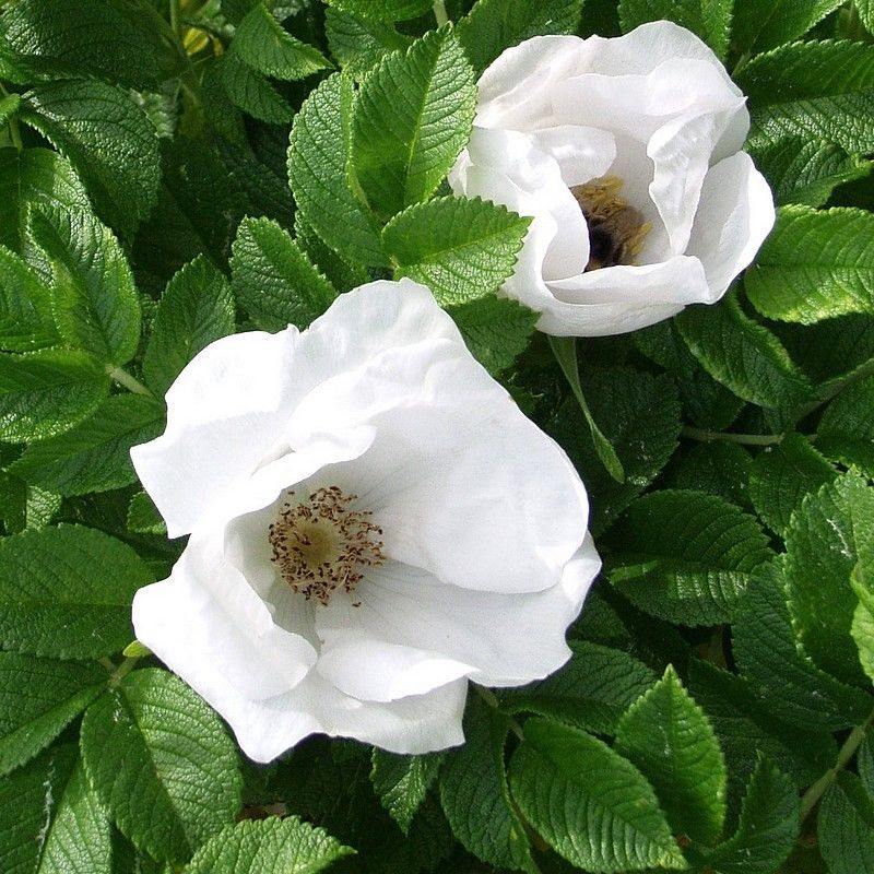 Роза морщинистая "Альба" Rosa rugosa "Alba"