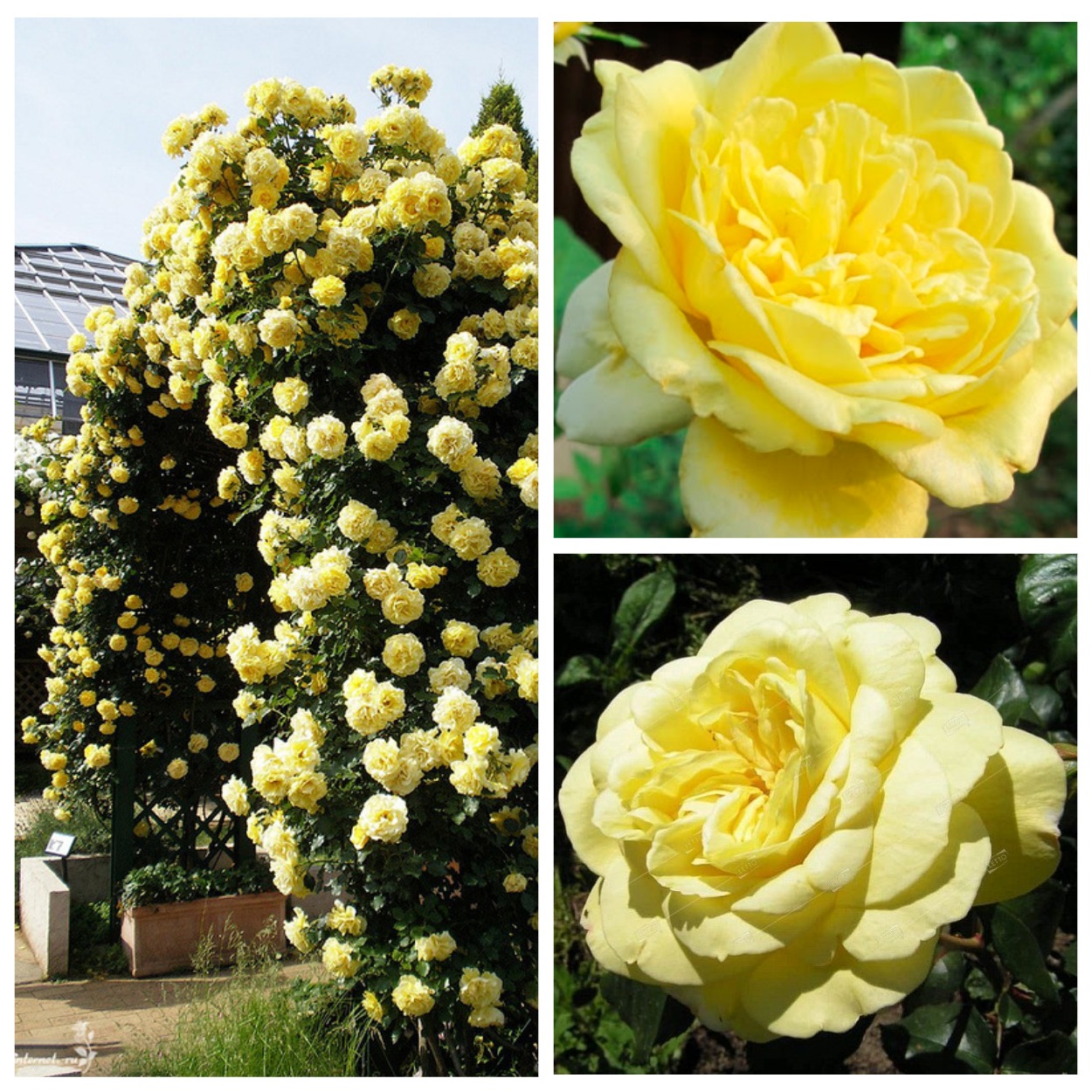 Роза плетистая "Casino" Казино С3,5