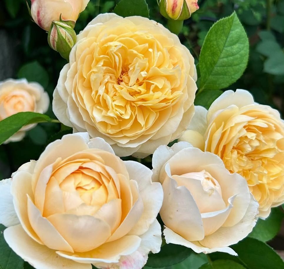 Роза шраб "Charlotte" Шарлотта С3